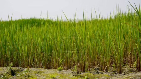 rice paddy field. cultivated green paddy field.