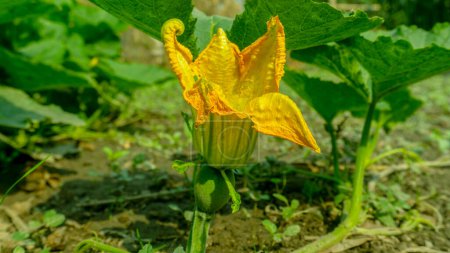 Photo for Closeup pumpkin flower. Look healthy pumpkin flower in the tree. - Royalty Free Image