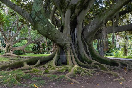 Un árbol enorme con grandes raíces en el jardín. Mid shot