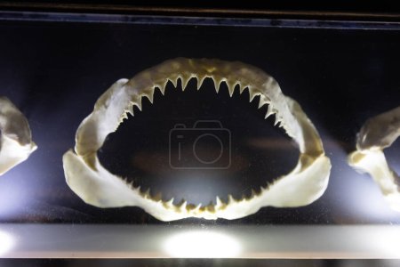 Model of shark jaws in the oceanarium. Mid shot