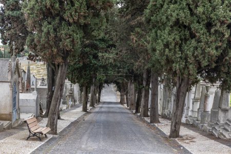 Photo for February 22, 2023 Lisbon, Portugal: Alto de Sao Joao Cemetery - the path between crypts and graves and green trees. Mid shot - Royalty Free Image