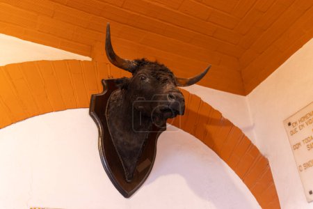 Photo for March 26, 2023 Lisbon, Portugal: Tourada - stuffed bull on the wall. Mid shot - Royalty Free Image