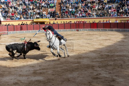 Photo for March 26, 2023 Lisbon, Portugal: Tourada - bullfighter on horseback stabbing a bull with a spearin an arena. Mid shot - Royalty Free Image