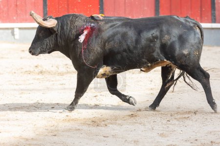 Photo for March 26, 2023 Lisbon, Portugal: Tourada - black injured bull in the arena. Mid shot - Royalty Free Image