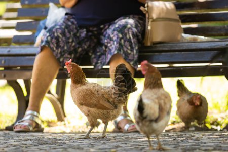 Photo for Chickens walk in the park near a bench with a person sitting on it. Mid shot - Royalty Free Image