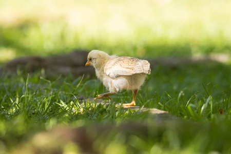 Photo for Cute little chicken grazing on grass. Mid shot - Royalty Free Image