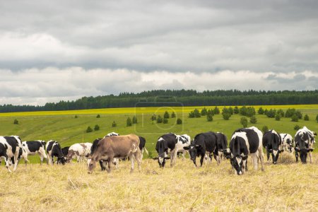 Foto de Un rebaño de ganado pastando en un campo de hierba seca - Imagen libre de derechos