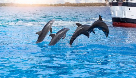Téléchargez les photos : Trois dauphins sautant de l'eau devant un bateau - en image libre de droit