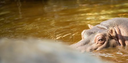 Photo for A hippopotamus swimming in a body of water - Royalty Free Image
