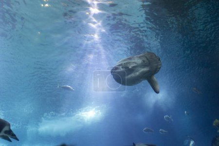 Ein großer Fischmond schwimmt mit anderen Fischen in einem Becken. Der Tank ist mit Wasser gefüllt und der Wal steht im Mittelpunkt des Bildes