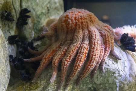 Photo for A large, orange sunflower sea star with many tentacles is laying on a rock. The octopus is surrounded by many small sea creatures, including a few starfish - Royalty Free Image