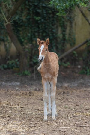 A baby horse stands in a dirt field. The horse is brown and white. The field is surrounded by trees