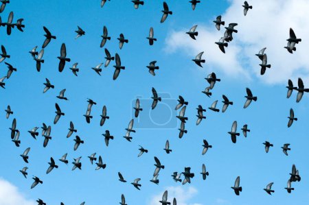 Tauben fliegen, Modhera, Gujarat, Indien