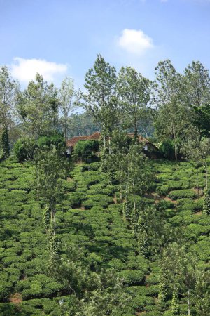 Téléchargez les photos : Plantation de thé camellia sinensis, Thekkady à Idukki, Kerala, Inde - en image libre de droit