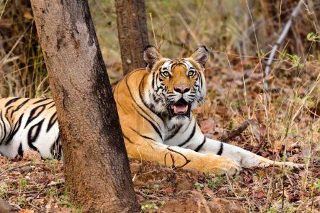 tigre de bengala descansando en el parque nacional bandhavgarh madhya pradesh India