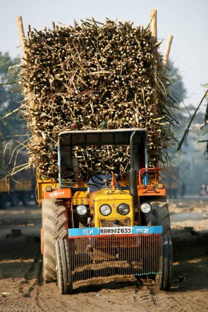 Téléchargez les photos : Charges de canne à sucre dans des chariots tirés par tracteur garé en file d'attente à l'usine de sucre à Sangli, Maharashtra, Inde - en image libre de droit