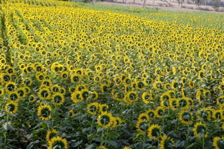 Photo for Sunflowers growing in field , Karnataka , India - Royalty Free Image