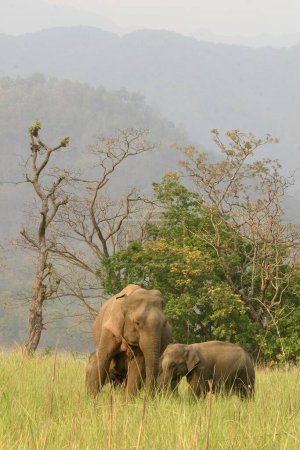 Foto de Elefante asiático Elephas maximus, madre con ternera joven, Corbett Tiger Reserve, Uttaranchal, India - Imagen libre de derechos