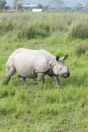Photo for Rhino one horned Rhinoceros unicornis in Kaziranga national park , Assam , India - Royalty Free Image