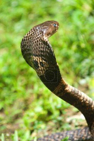 Monocellate cobra naja kaouthia , Snakegarden Badu , Calcutta Kolkata , West Bengal , India 13_September_2009