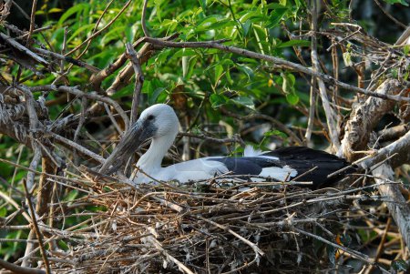 Birds , Asian Openbill Stork Anastomus oscitans nesting