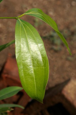 Photo for Ayurvedic medicinal plant , Scientific name cinnamomum tamala , English name Indian cinnomon - Royalty Free Image