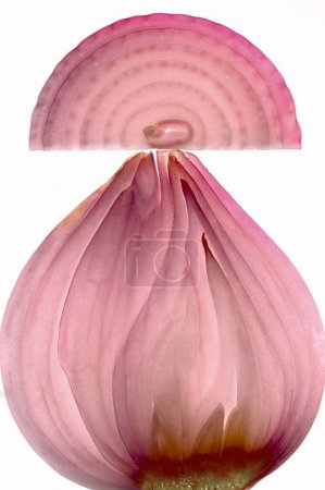 Téléchargez les photos : Légumes, oignons ou pyaaz Allium Cepa ampoule comestible sur fond blanc - en image libre de droit