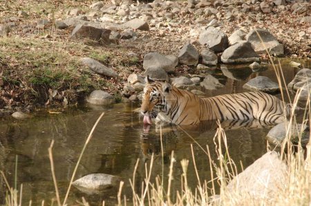 Tiger Panthera tigris sitting in pond drinking water , Ranthambore National Park , Rajasthan , India