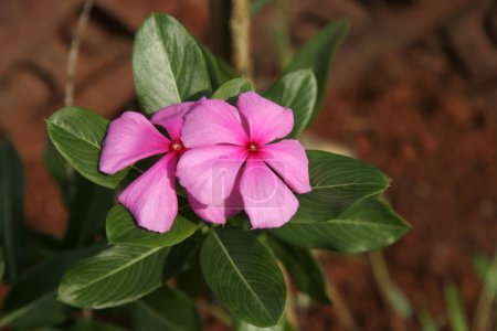 Téléchargez les photos : Plante médicinale ayurvédique, Nom scientifique catharanthus roseus l g Don, Nom anglais perwinkle - en image libre de droit