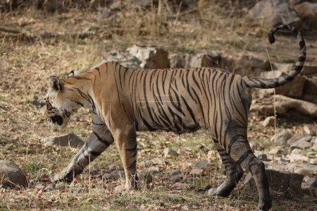 Tiger Panthera Tigris auf Beutesuche, Ranthambore National Park, Rajasthan, Indien