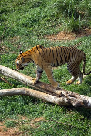 Photo for Bengal Tiger Panthera tigris crossing wooden bar in Guwahati zoo , Assam , India - Royalty Free Image