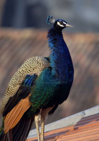 Oiseau, Peahen Peafowl femelle, Jhakhau, Kutch, Gujarat, Inde