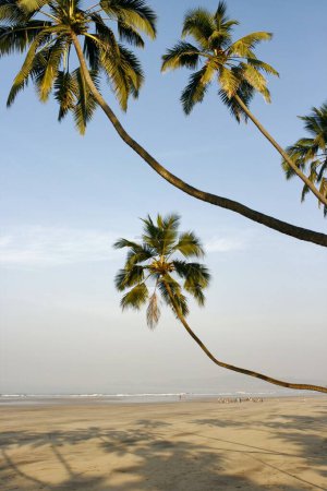 Photo for Coconut trees at beach , Murud Janjira , District Raigad , Maharashtra , India - Royalty Free Image