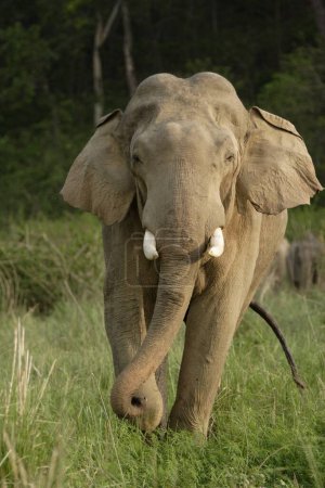Asiatic Elephant musth tusker Elephas maximus , Corbett Tiger Reserve , Uttaranchal , India