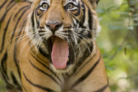 Photo for Tiger Panthera tigris tongue sticking out , Ranthambore tiger reserve , Rajasthan , India - Royalty Free Image