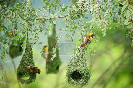 baya tisserand nid oiseaux indiens vie sauvage Inde