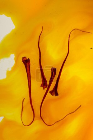 Especias, hilo de azafrán en agua sobre fondo amarillo