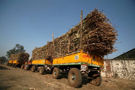 Foto de Montones de caña de azúcar en carros tirados por tractores estacionados en cola en la fábrica de azúcar de Sangli, Maharashtra, India - Imagen libre de derechos