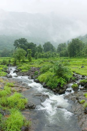 Malshej landscape in monsoon rivulets running down merging into river Bhima , Malshej ghat , Maharashtra , India