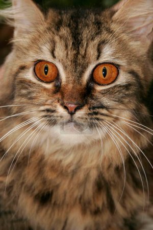 Foto de Gato persa con ojos feroces de color marrón oscuro y piel negra y beige - Imagen libre de derechos