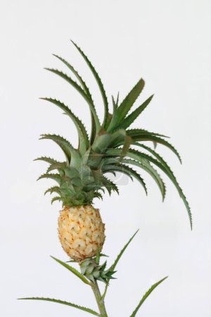 Photo for Fruits , pineapple ananas comosus plant with leaves - Royalty Free Image