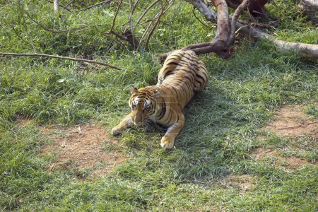 Photo for Bengal Tiger Panthera tigris in relaxing in Guwahati zoo , Assam , India - Royalty Free Image