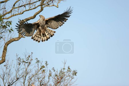 Vogel, Wechselhafter Hawk _ Eagle Spizaetus cirrhatus fliegt, Corbett Tiger Reserve, Uttaranchal, Indien