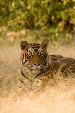 Photo for Tiger Panthera tigris resting , Ranthambore tiger reserve , Rajasthan , India - Royalty Free Image