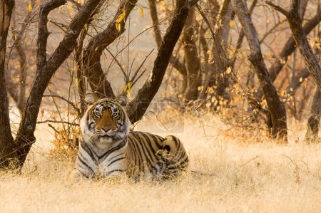 Photo for Tiger Panthera Tigris resting in Ranthambore National Park , Rajasthan , India - Royalty Free Image