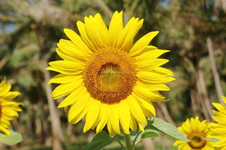 Photo for Yellow and golden oil seed flower , Sun flower , Helianthus annuus , Sunflower plantation , field - Royalty Free Image