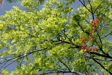 Téléchargez les photos : Printemps avec des feuilles vertes fraîches sur les branches de l'arbre contre le ciel bleu et les nuages blancs, Pune, Maharashtra, Inde - en image libre de droit