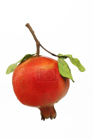 Pomegranate punica granatum , India