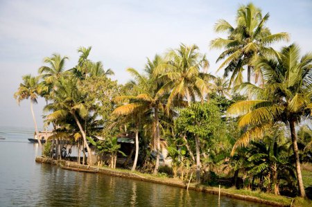 cocotiers près de Backwaters, Alleppey, Kerala, Inde