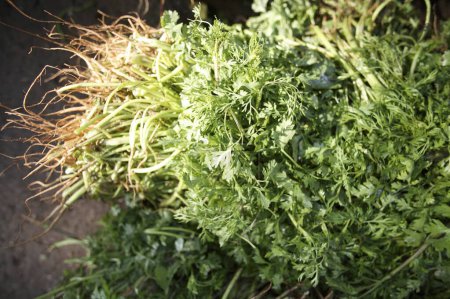 Foto de Vegetales sanos de hoja verde fresca, hojas de cilantro - Imagen libre de derechos